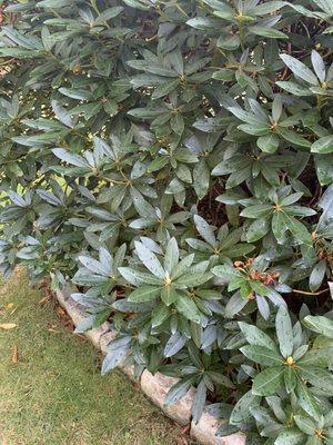 Healthy Rhododendrons.  (white flowered) These were fertilized in the fall of 2018 by Love Trees llc.