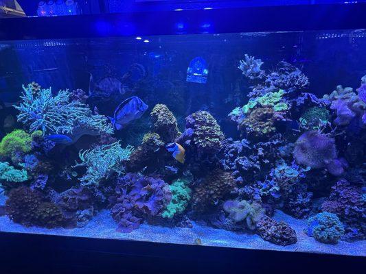 Reef Tank