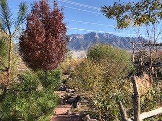 Garden Center Landscape with Sandia Mts. in background. (Fall)