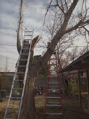 Cottonwood being cut down and hauled off