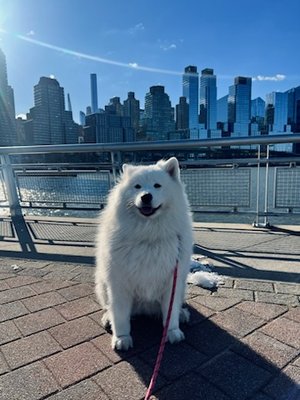 Lucky Dog Walking Upper West Side New York City