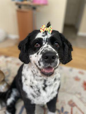 This is Gidget after her groom with Aubrey from Whiskers Paws and Tails. Happy pup!!