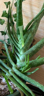 Extracting aloe from an aloe vera plant!