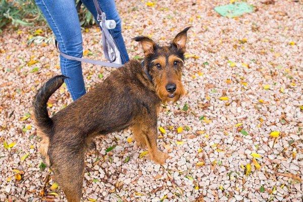 Duke beautiful Irish terrier!