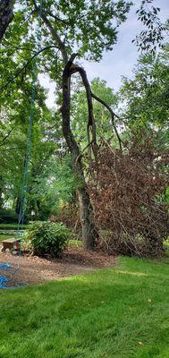 We offer tree pruning to remove dead or diseased branches, increase access to sunlight, and promote the health of your trees.