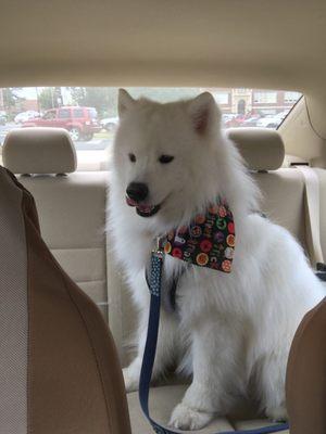 All cleaned up and looking handsome with his Halloween bandana!