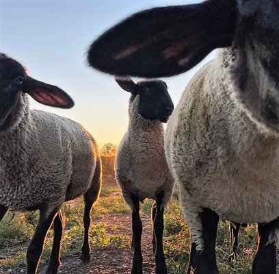 Suffolk sheep leaving the barn early morning looking for their favorite pasture.