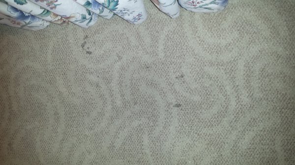 One of several clusters of spotted areas on rug in room