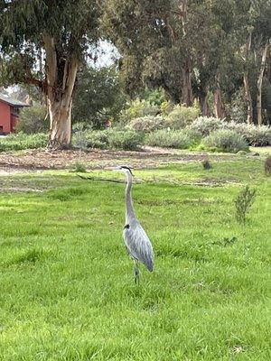 Wildlife on the disc golf course