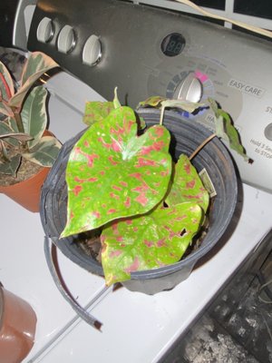 Poison dart frog caladium