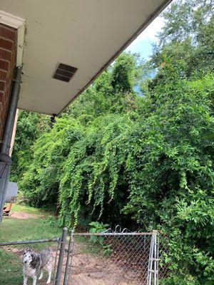 Grass can't even grow and trees are sprouting up. This is at least 7 ft onto my property.