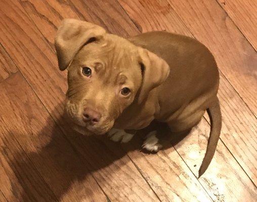 Hopscotch practicing some skills he learned in puppy class!