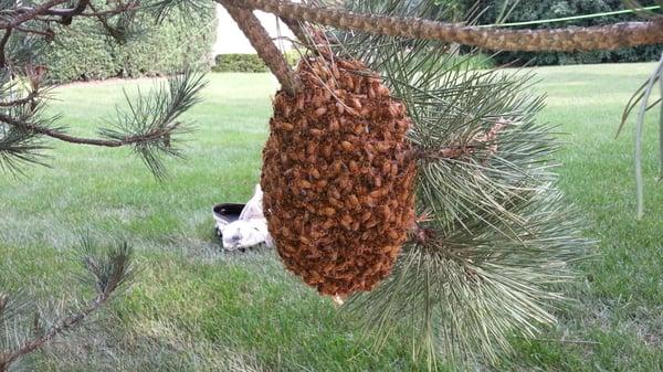 bee cluster