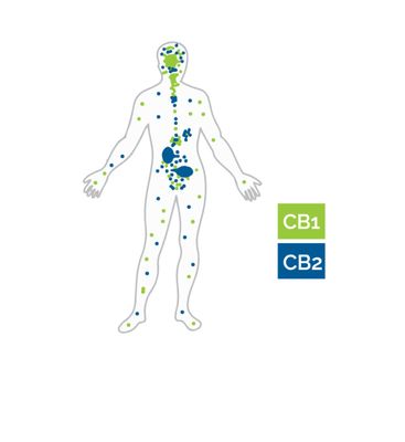 Our Endocannabinoid system.