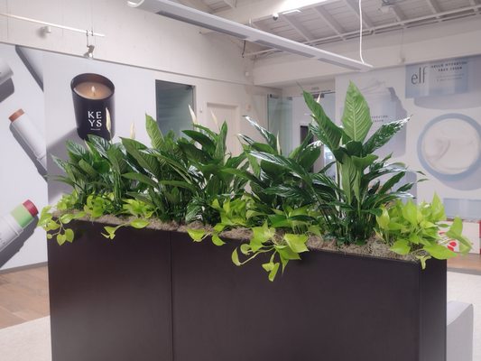 Plant wall room divider, installed and care for by Plant Decor