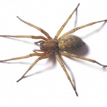 Hobo Spider