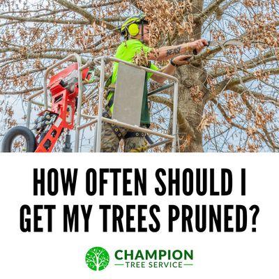 Did you know that pruning your tree canopy is essential to maintaining the health and beauty of your trees?

205-441-2827