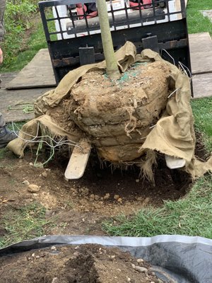 Proper tree planting begins with a well dug hole then removing the wire basket and burlap so roots won't girdle and  can grow unfettered.