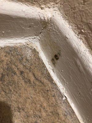 New mold growing on a freshly painted surface of my apartment bathroom.