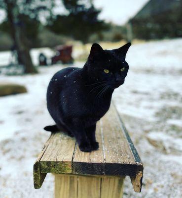 Black barn cat that was our friendly, cute tour guide. He loved cuddling with us when we sat down.