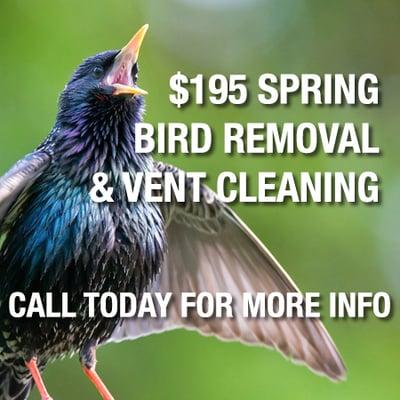 $195 Spring Bird Removal & Vent Cleaning Special - Call Today