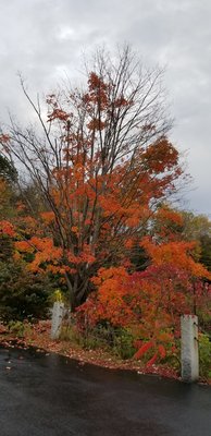 Gorgeous color after a quick rain shower