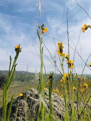 Fiddleneck at Hensley Lake 01.29.22|Sat