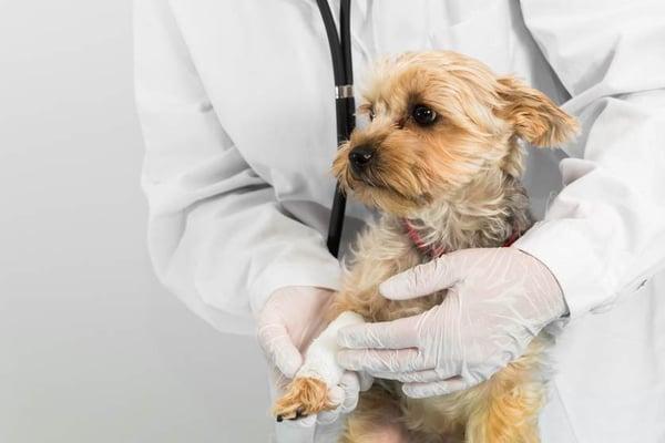 Puppy Vaccination Colonial Heights, VA