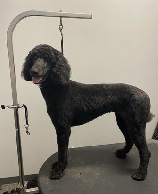 Standard poodle cut