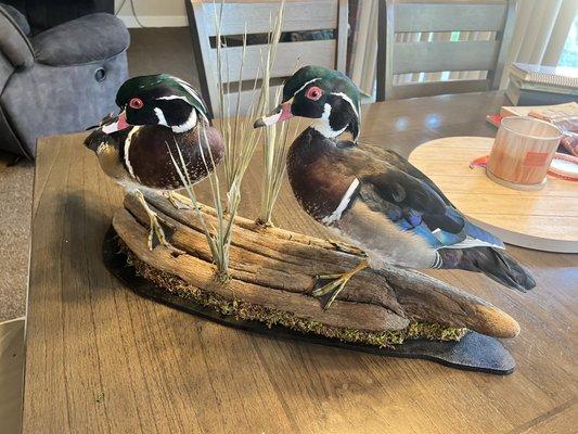 Pair of wood ducks