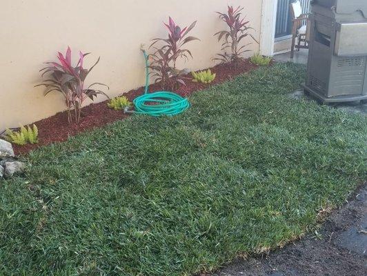 Sod installation by One Healthy Lawn.