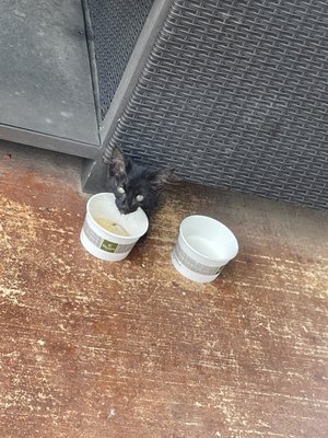 Photo of the poor little kitty