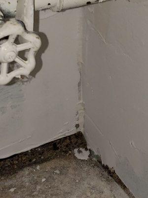 Mold in the food pantry