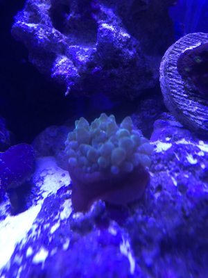 Green bubble tip anemone!