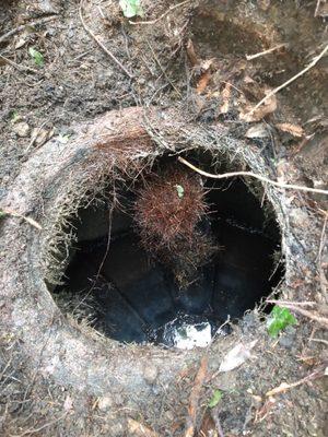 Roots growing from the leach field up & out of the outlet pipe migrating into the septic tank.