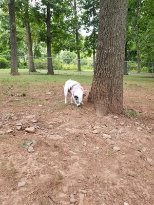 Bella sniffing trees