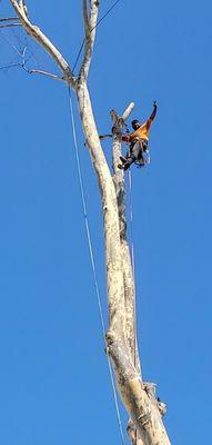 Removing a sycamore tree safely and secured.#landscapx #treecare #treeservice #treecrew #treetrimming #treeremoval