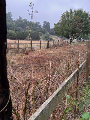 AFTER photo of the grazed non-native Himalayan blackberry and brush.