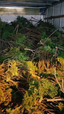 Tree debris removal!