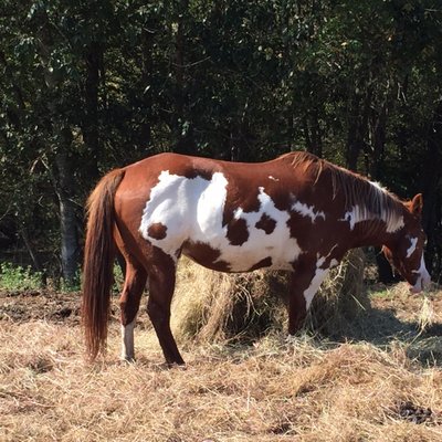 Healing With Horses Ranch. Manor, Texas.