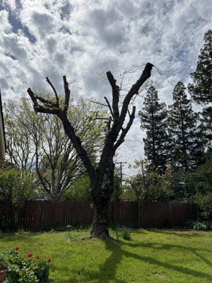 Fruitless mulberry got WHACKED not trimmed.