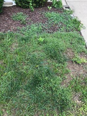 Weeds overgrowing mulched area.