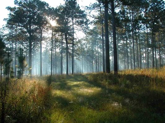 American Forest Management