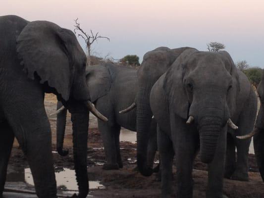 Desert Elephants in Namibia.