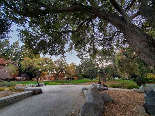 Mr. Toad's view of the park