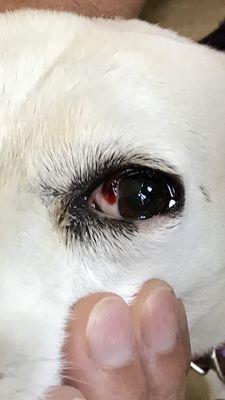 Eye trauma from Perr-Fect Pets. No apologies or responsibility taken.