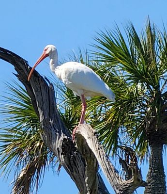 White ibis