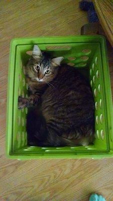 This is now his basket