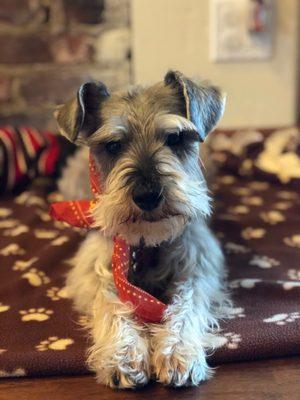 Zora after her grooming appt.