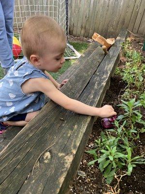 Planting tulips in the garden